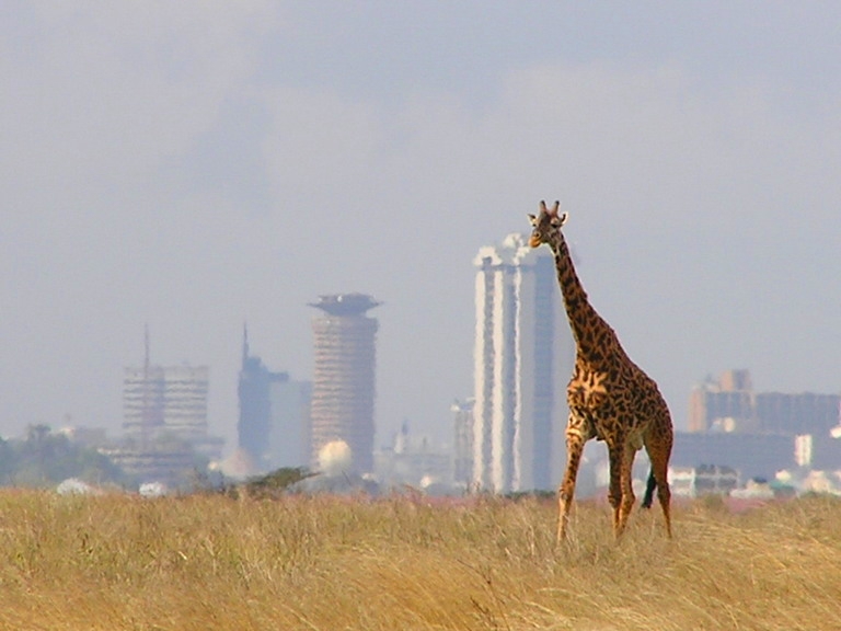 AGSE 2011 - A lone giraffe in Nairobi National Park.